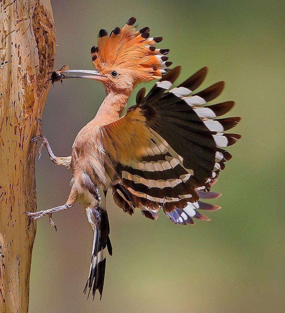 Памирский Удод