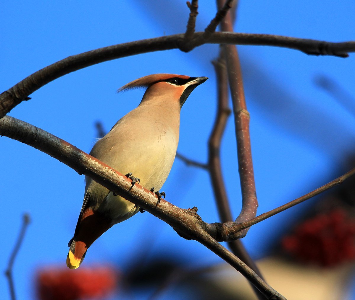 Хохлатая свиристель