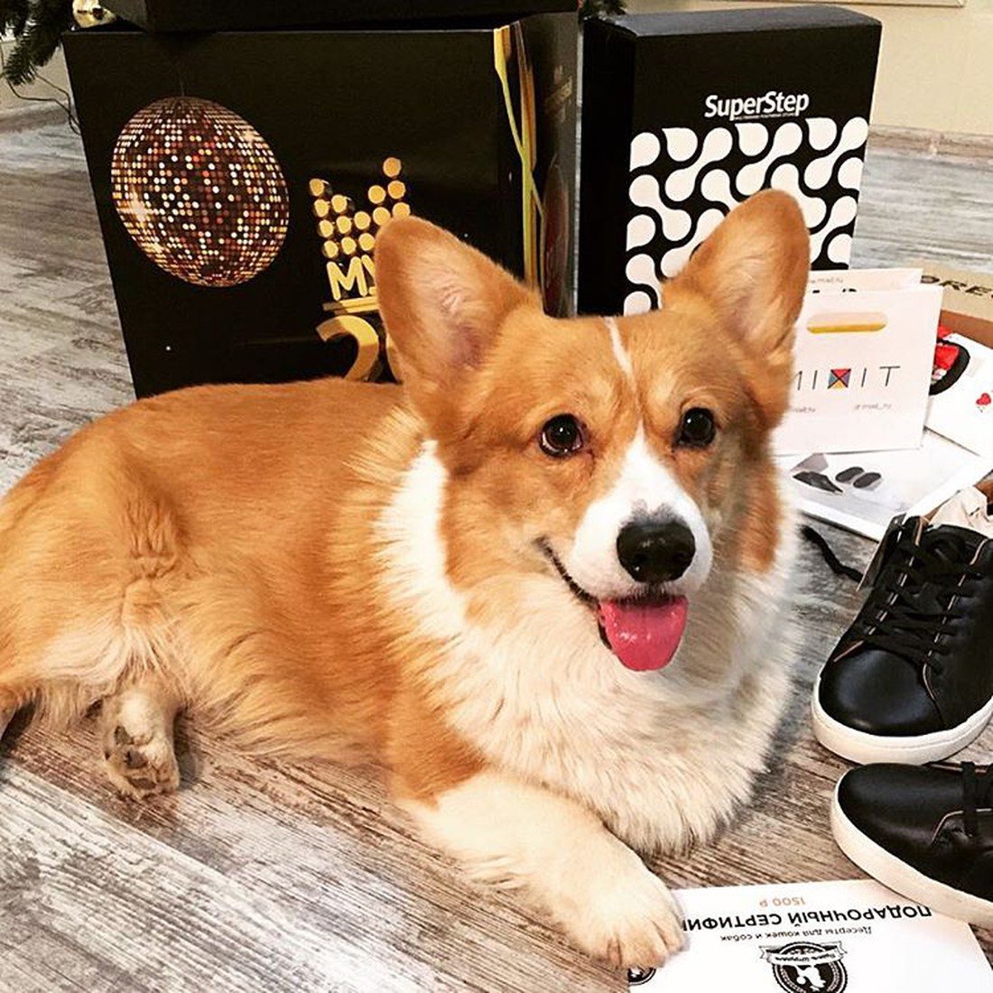 Корги Алексея Воробьева