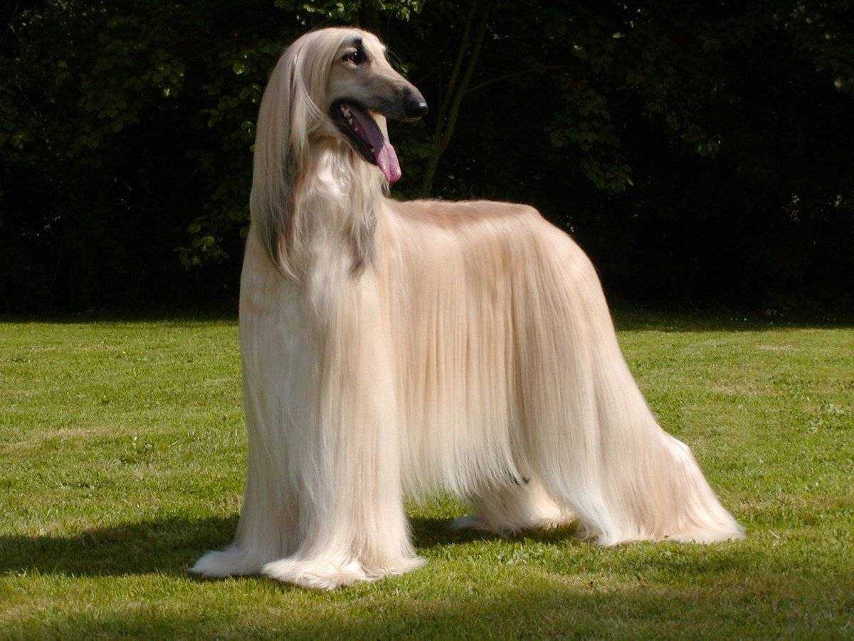 Афганская борзая / Afghan Hound