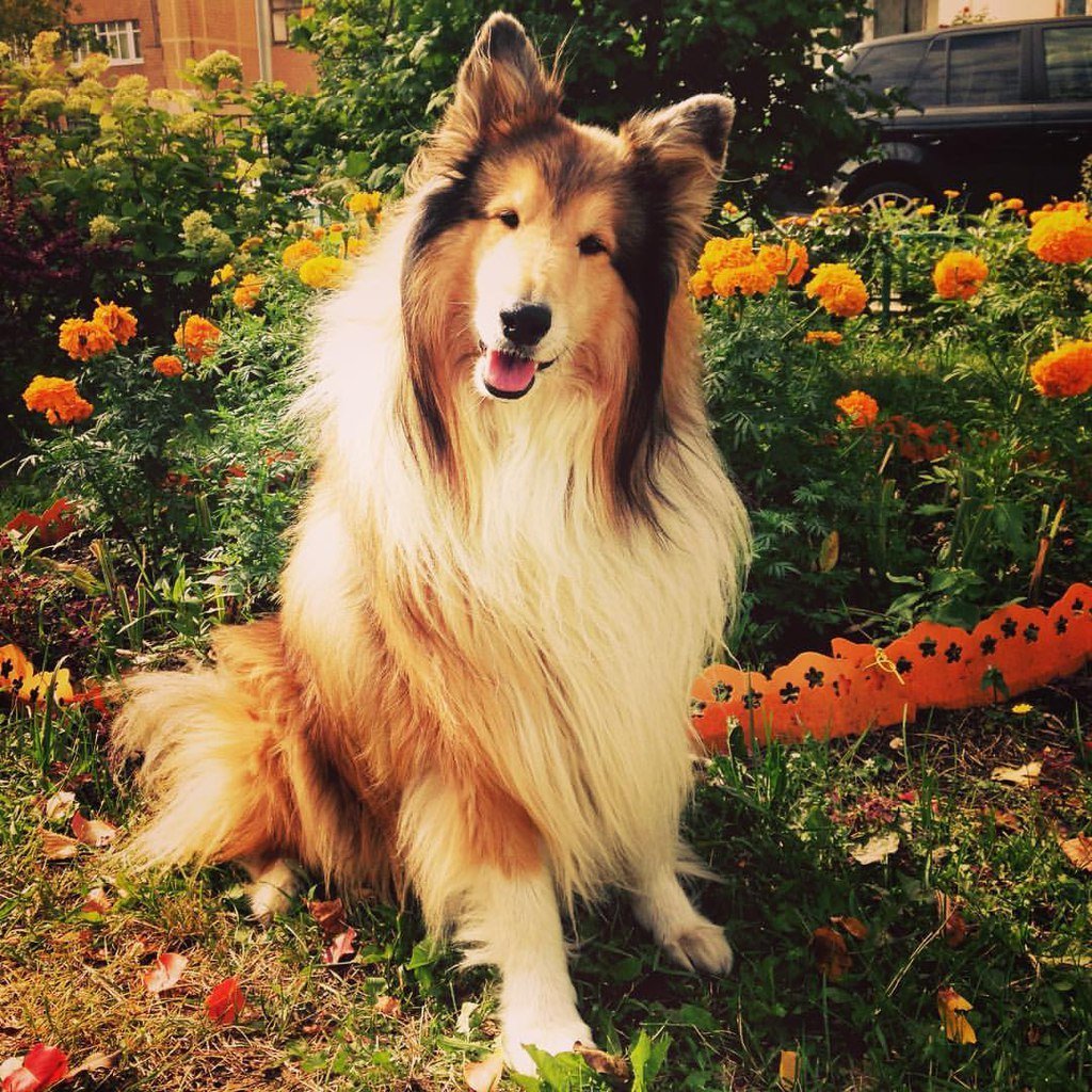 Собака колли Шотландская овчарка