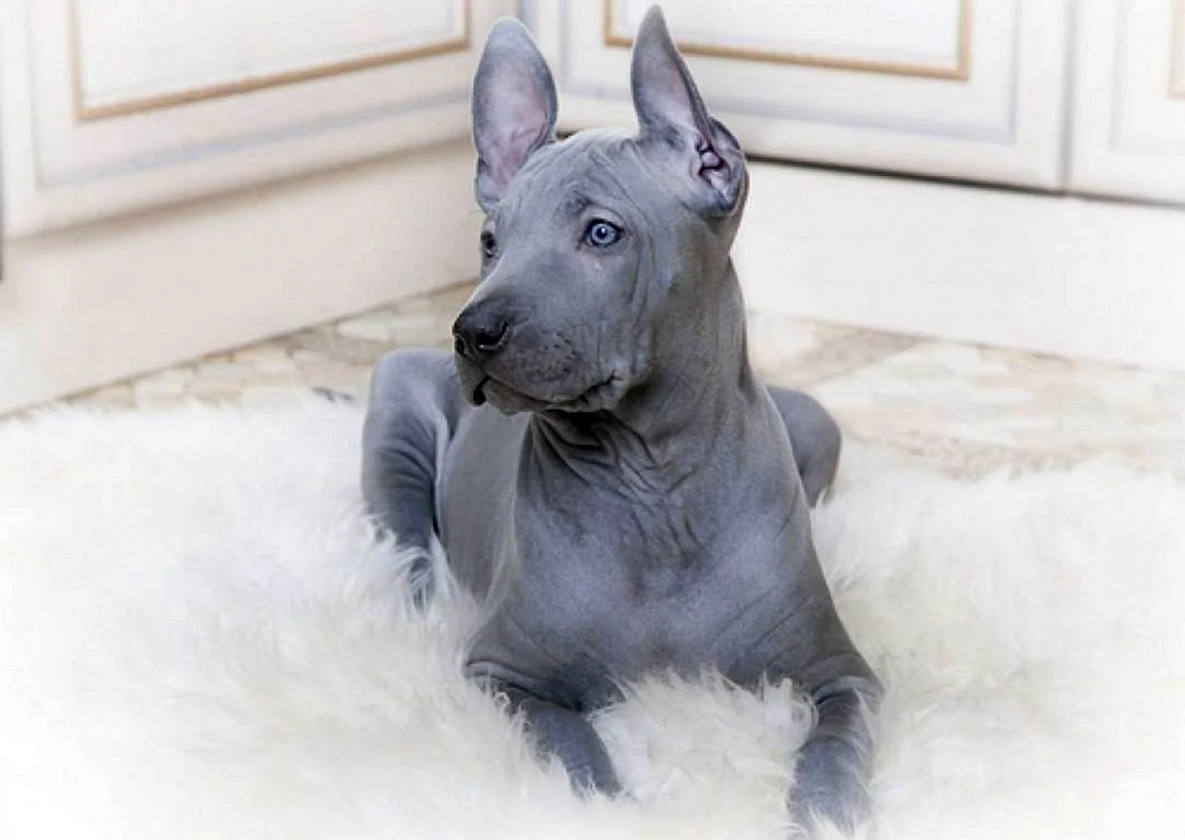 Тайский риджбек Ридж