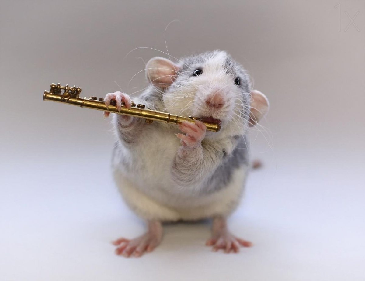 Крыса и попугай