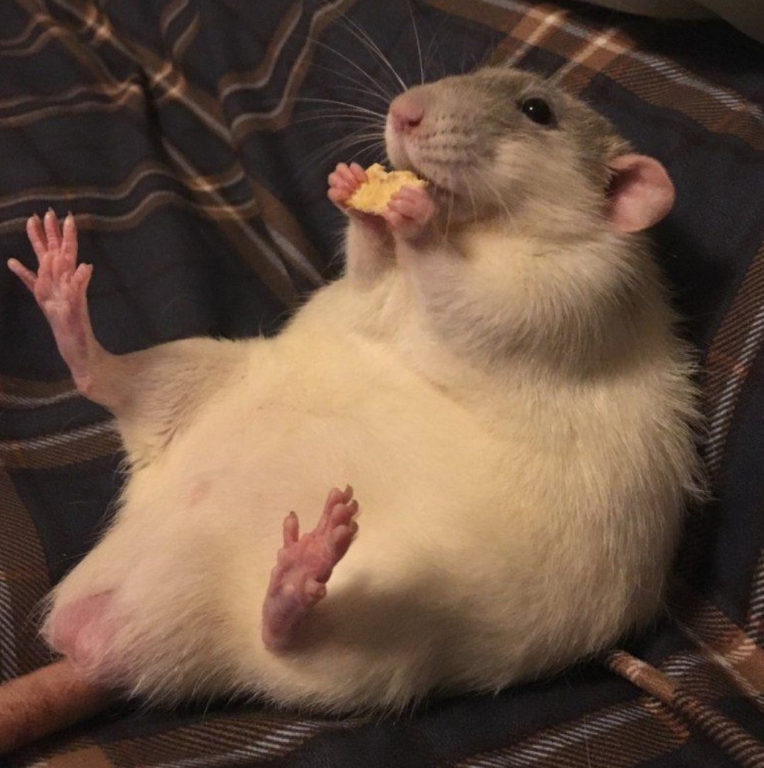 Толстый хомяк