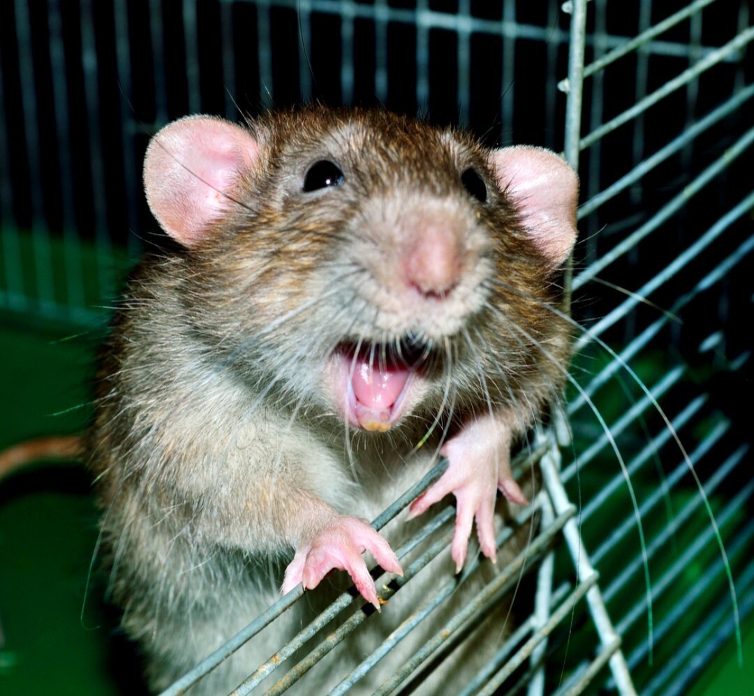 Пацюк крыса