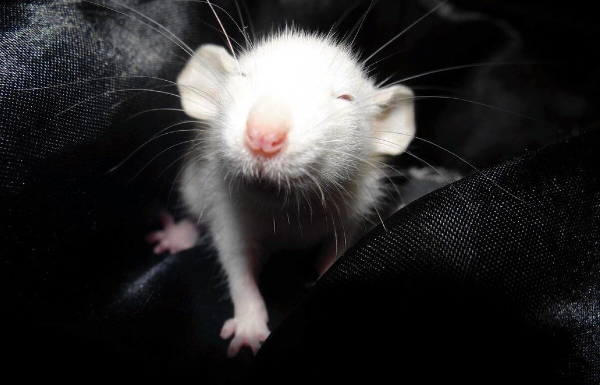 Счастливая крыса