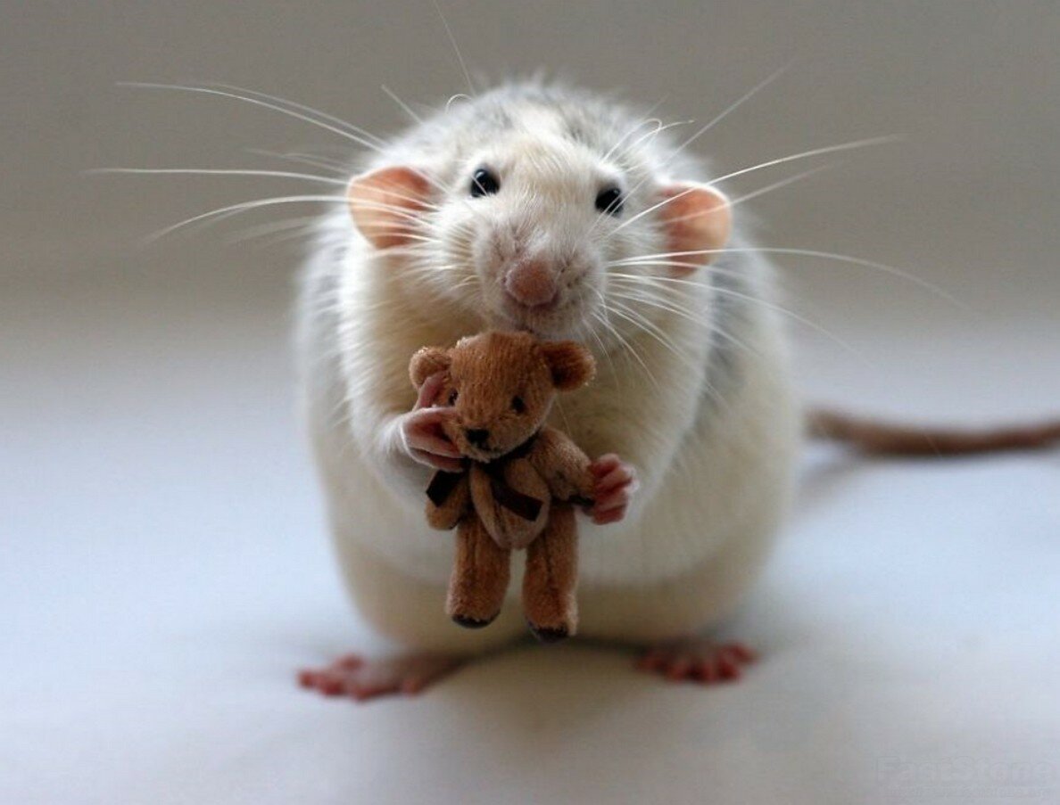Милые мышки