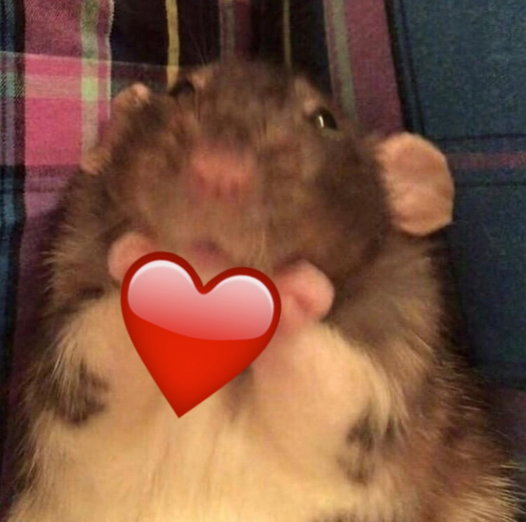 Милая смешная крыска