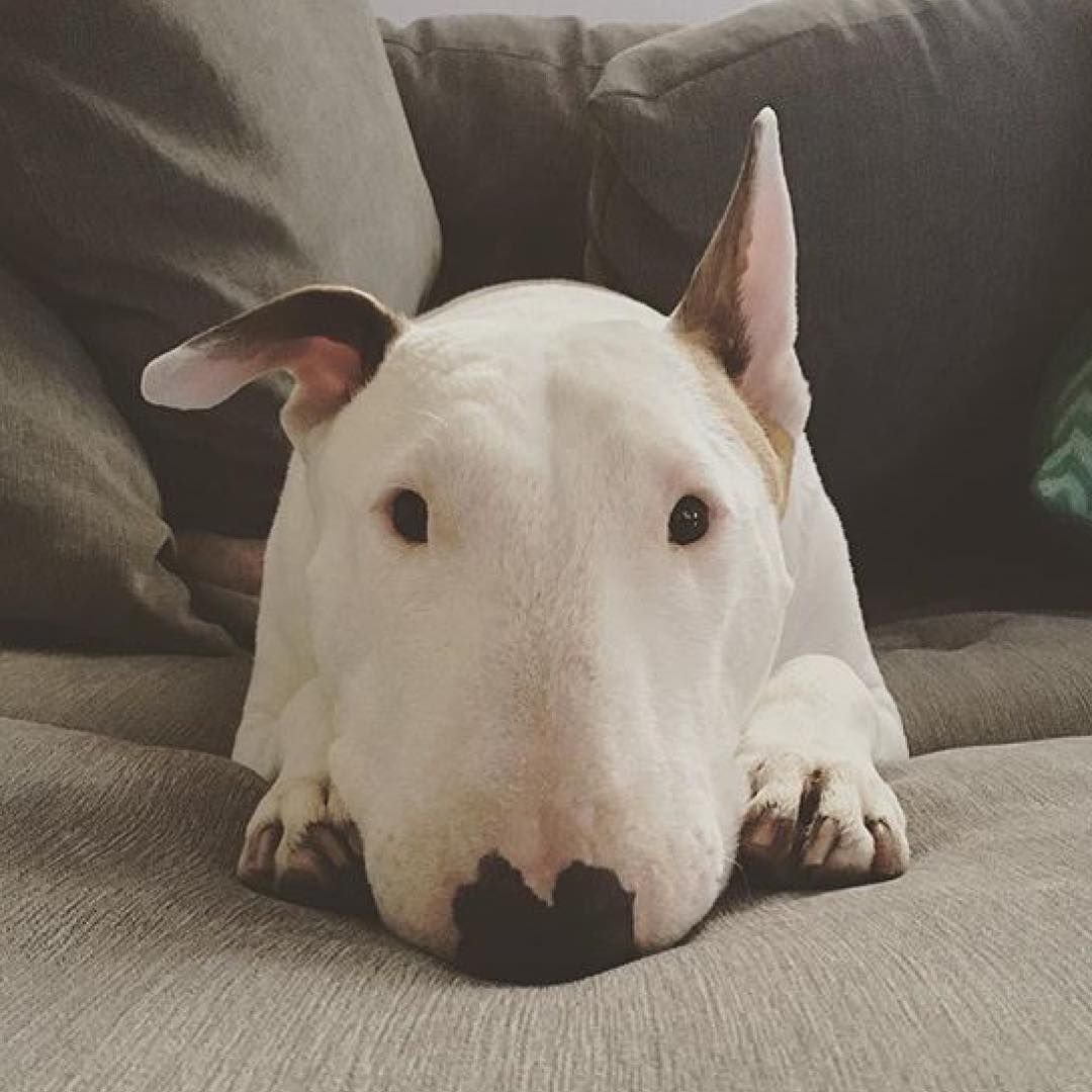 Бультерьер щенок