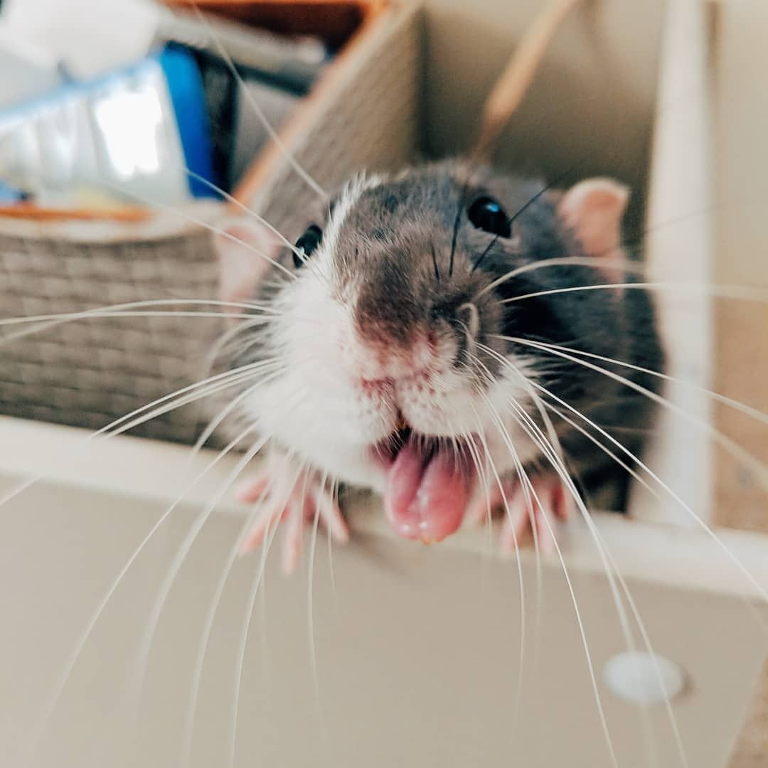 Милая Краса