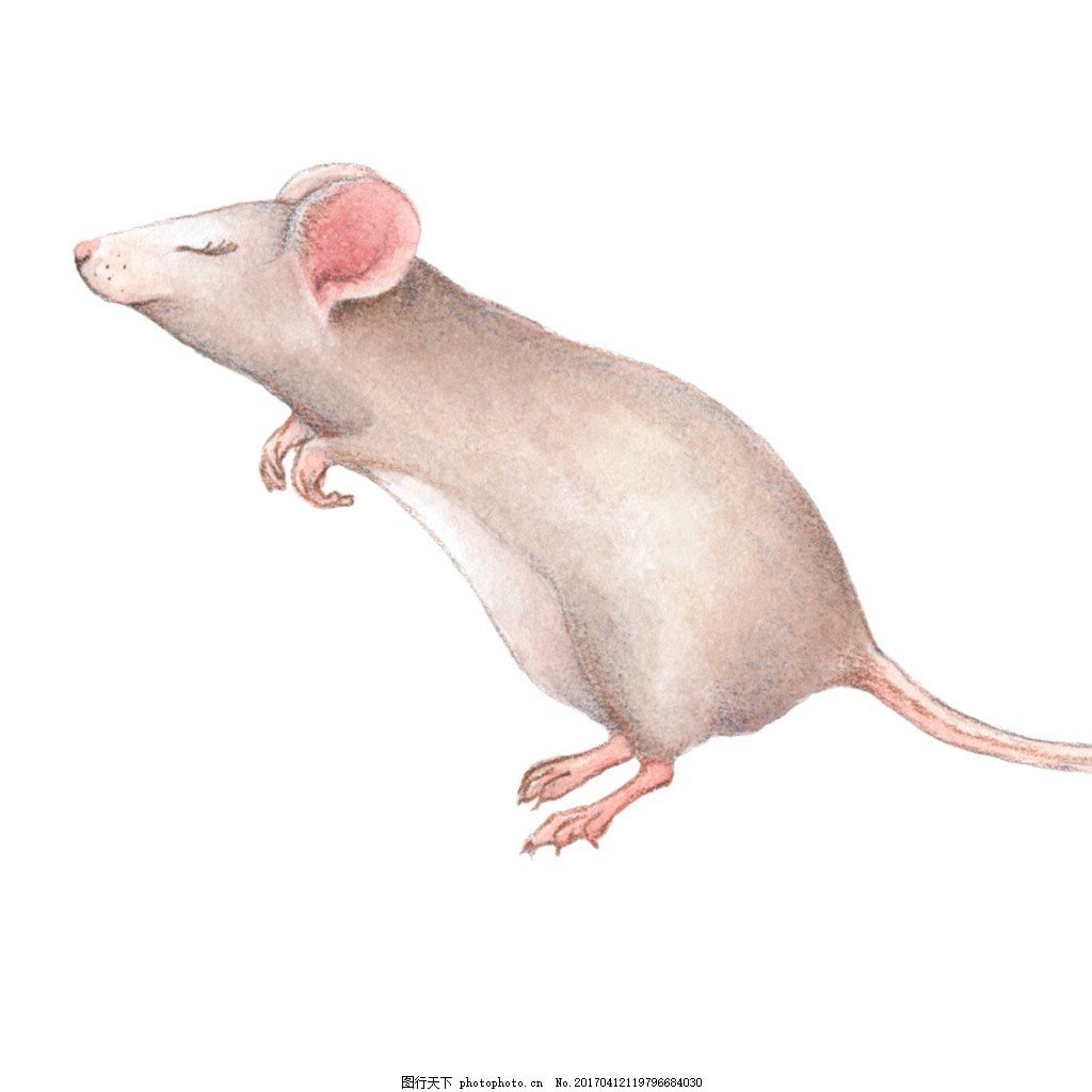 Рисунок крыски