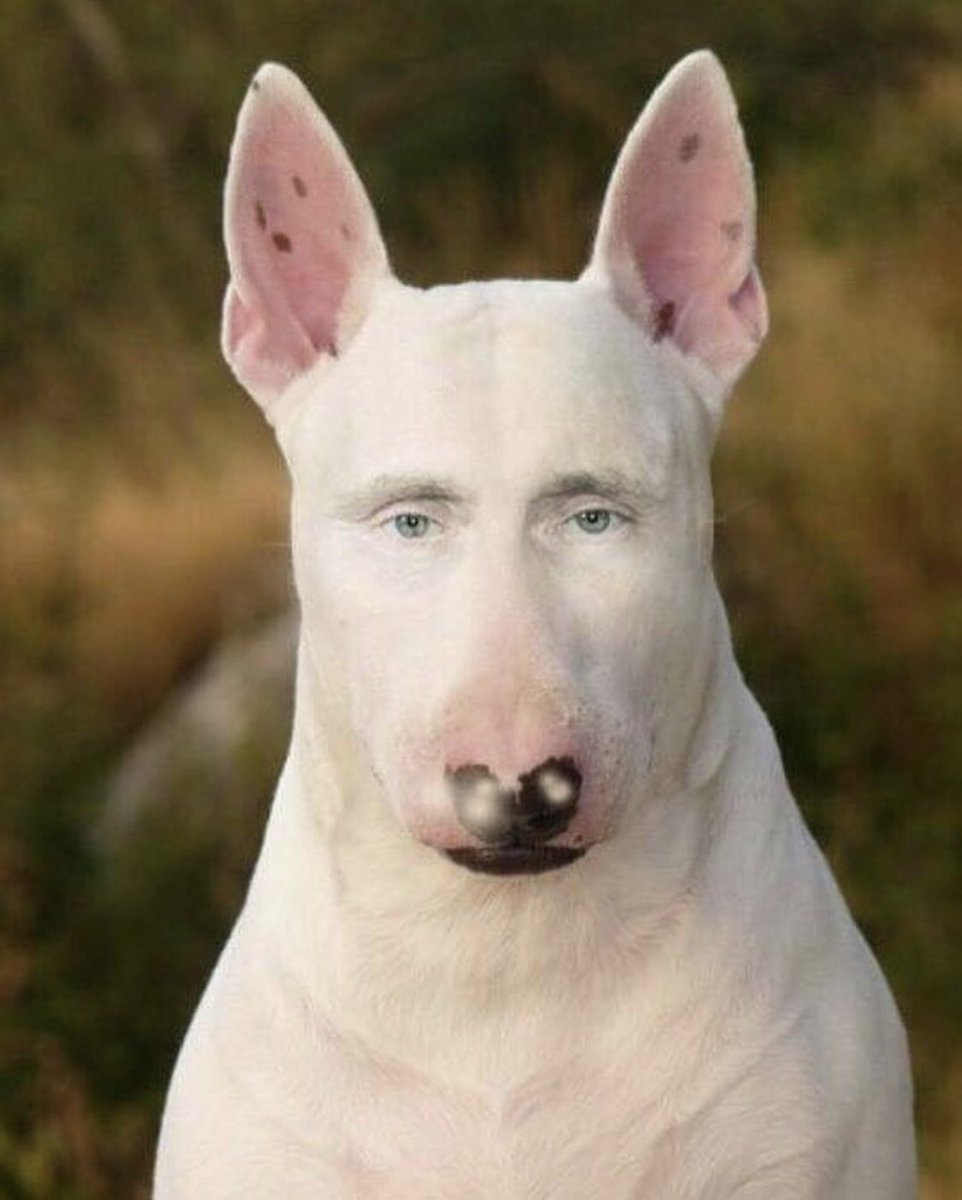 Бультерьер Хинкса