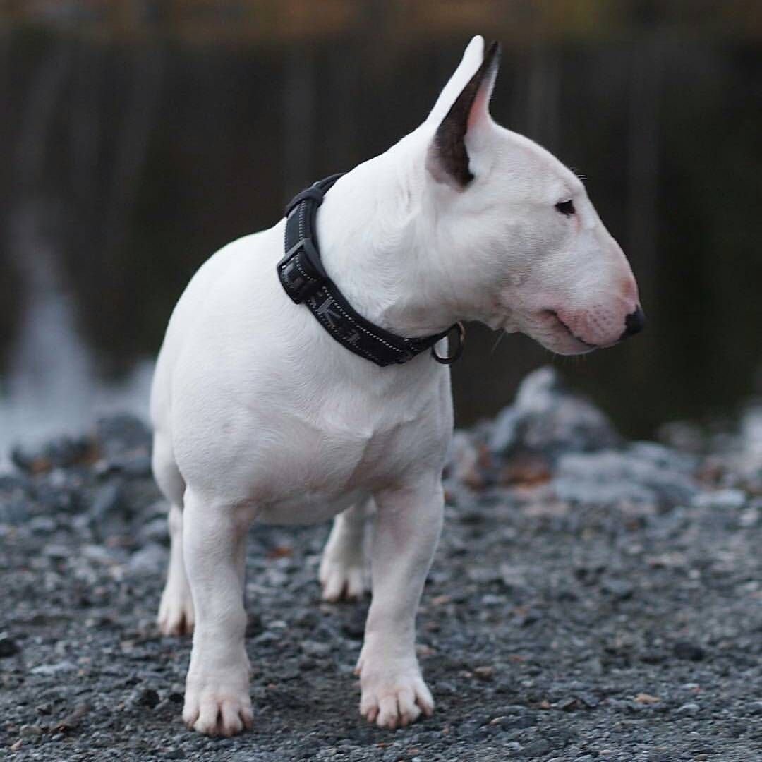 Карликовый бультерьер питбуль