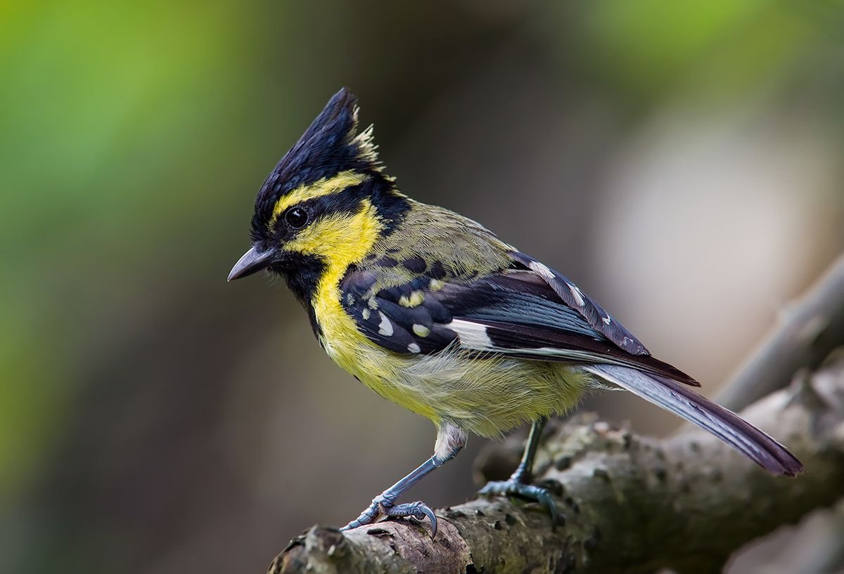 Зеленоспинная синица