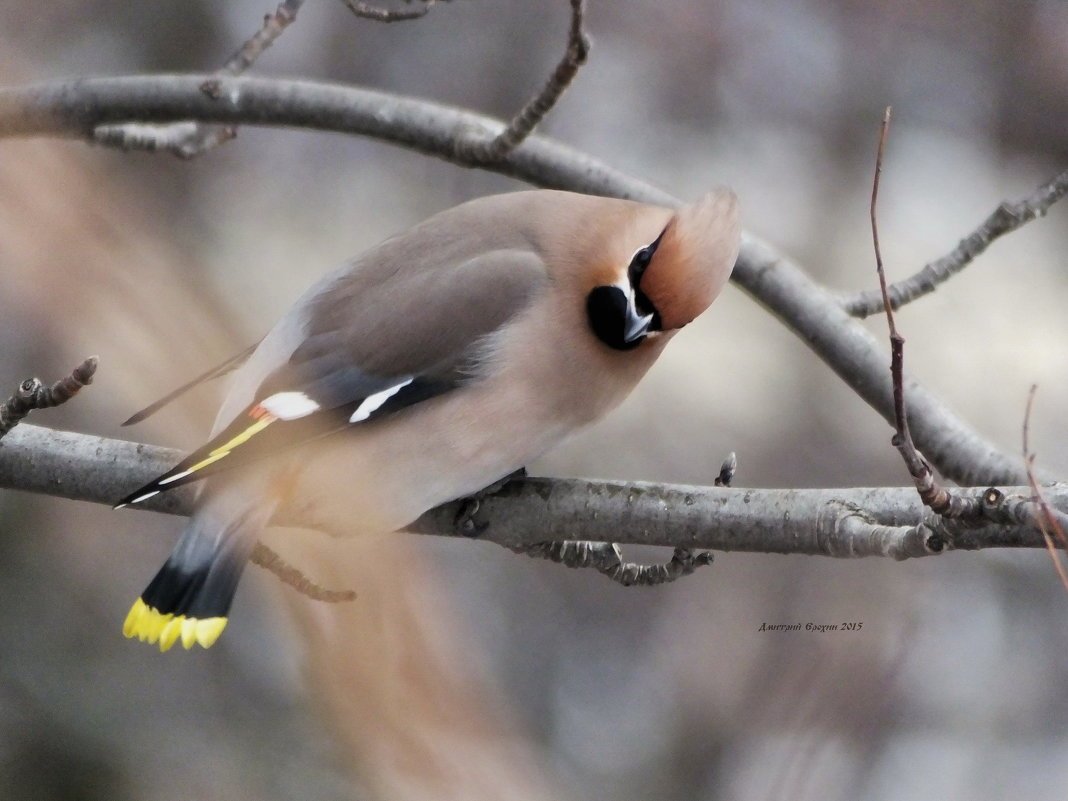 Необычные птицы Карелии