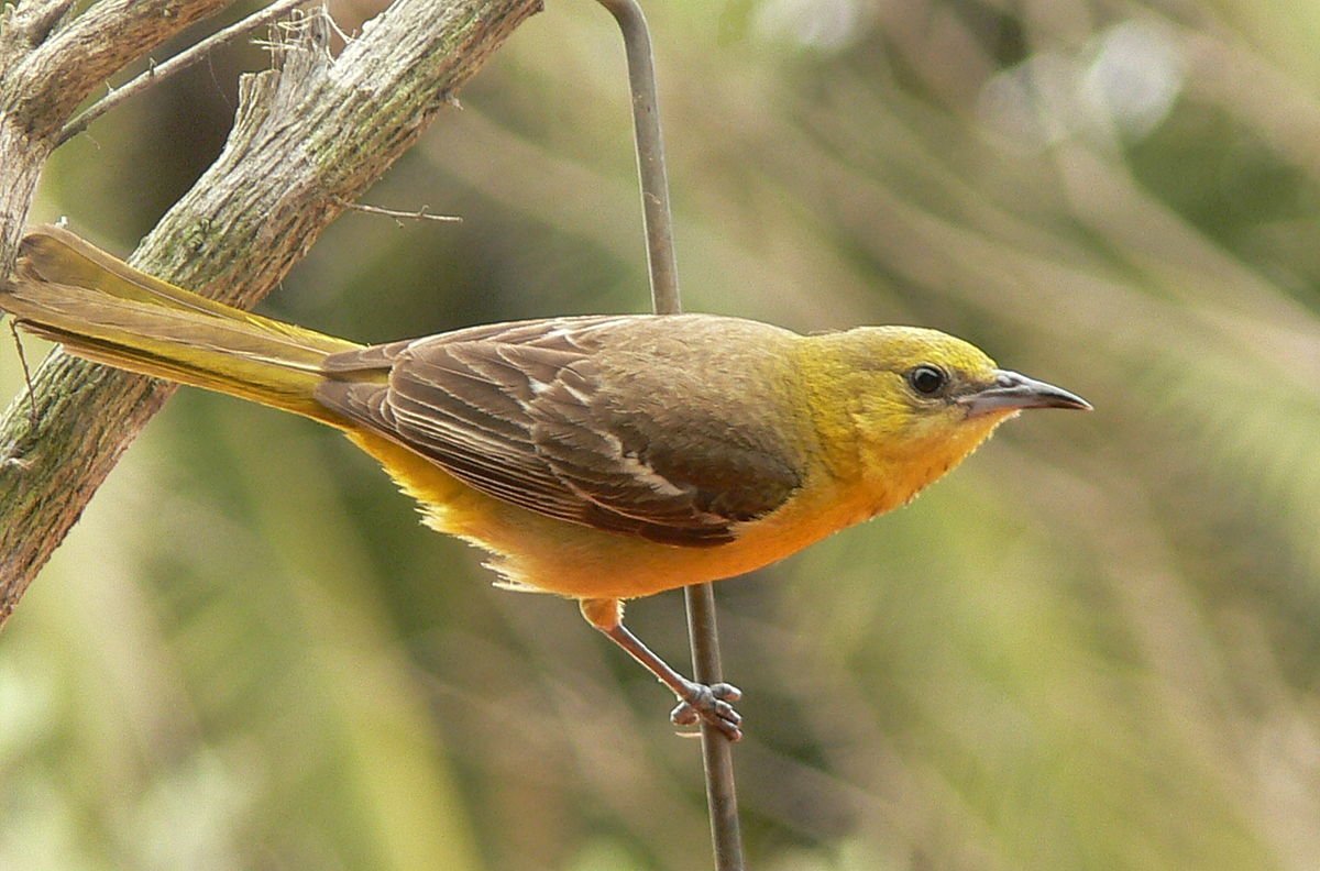 Icterus Icterus