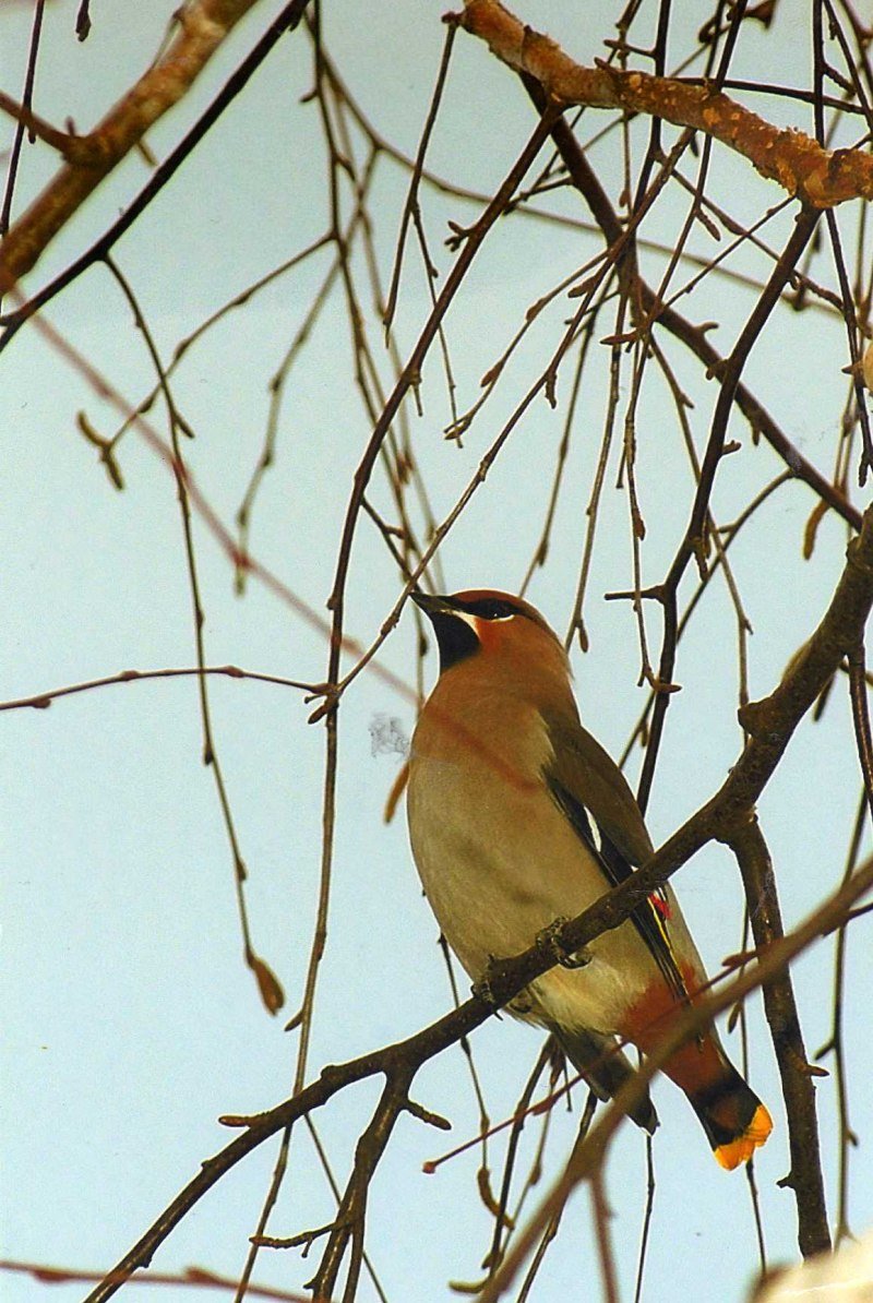 Птица с хохолком и желтым хвостиком