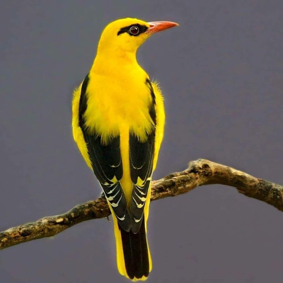 Африканская золотистая Иволга