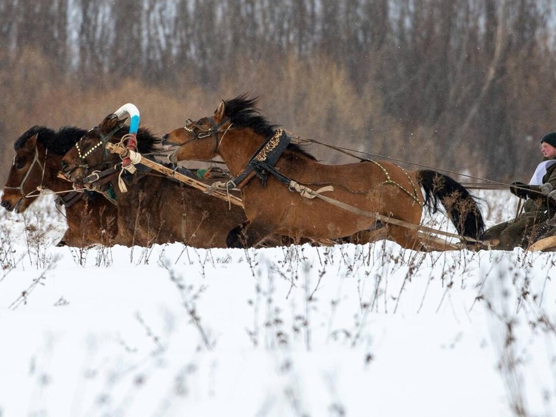 Праздник лошади Мезень