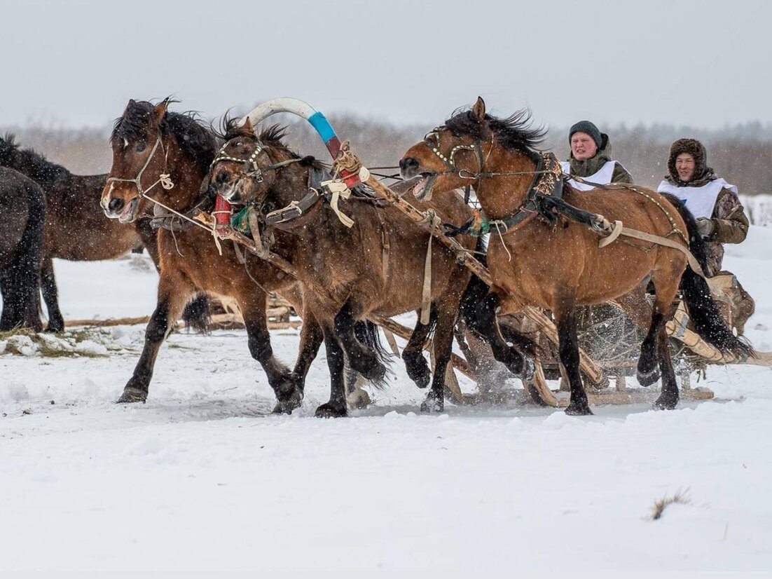 Мезенка лошадь