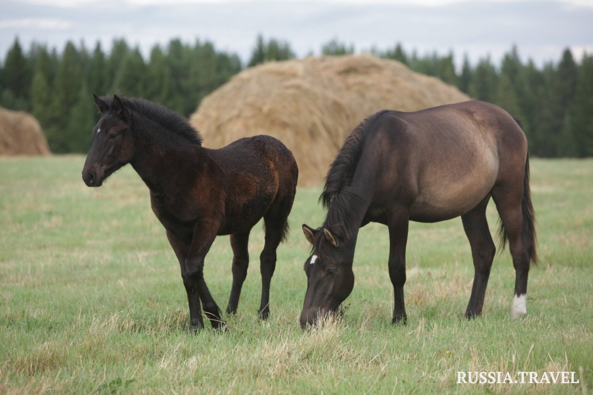 Мезенская порода лошадей