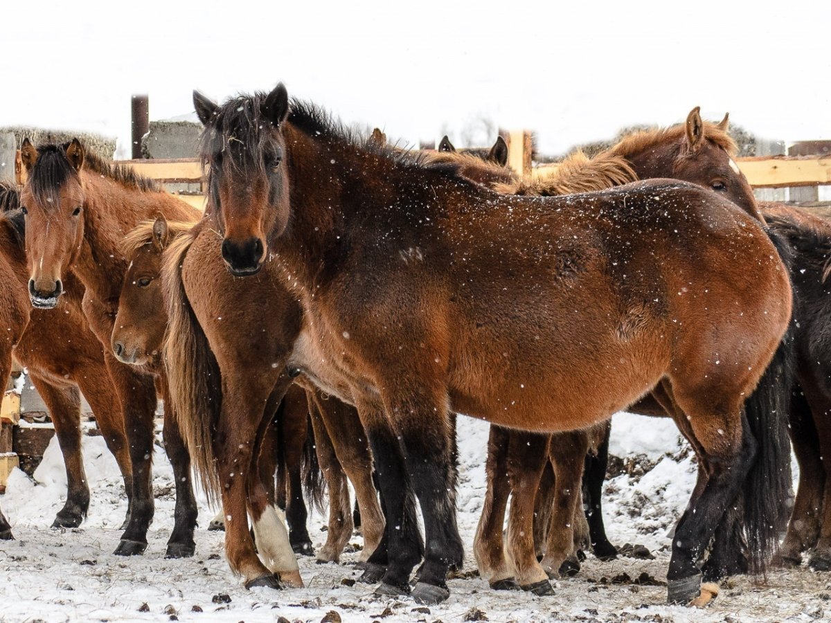 Мезенка лошадь