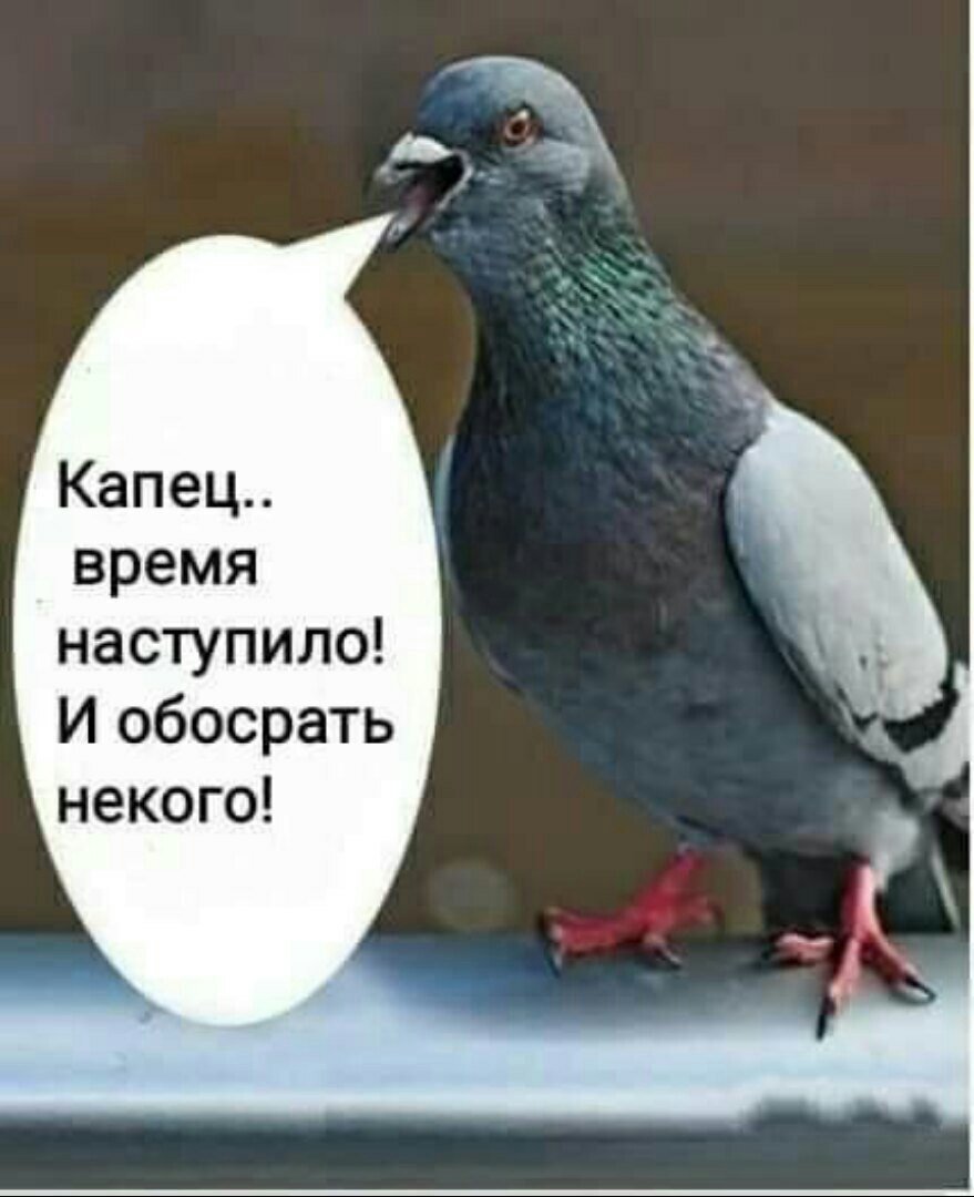 Птичка гадит