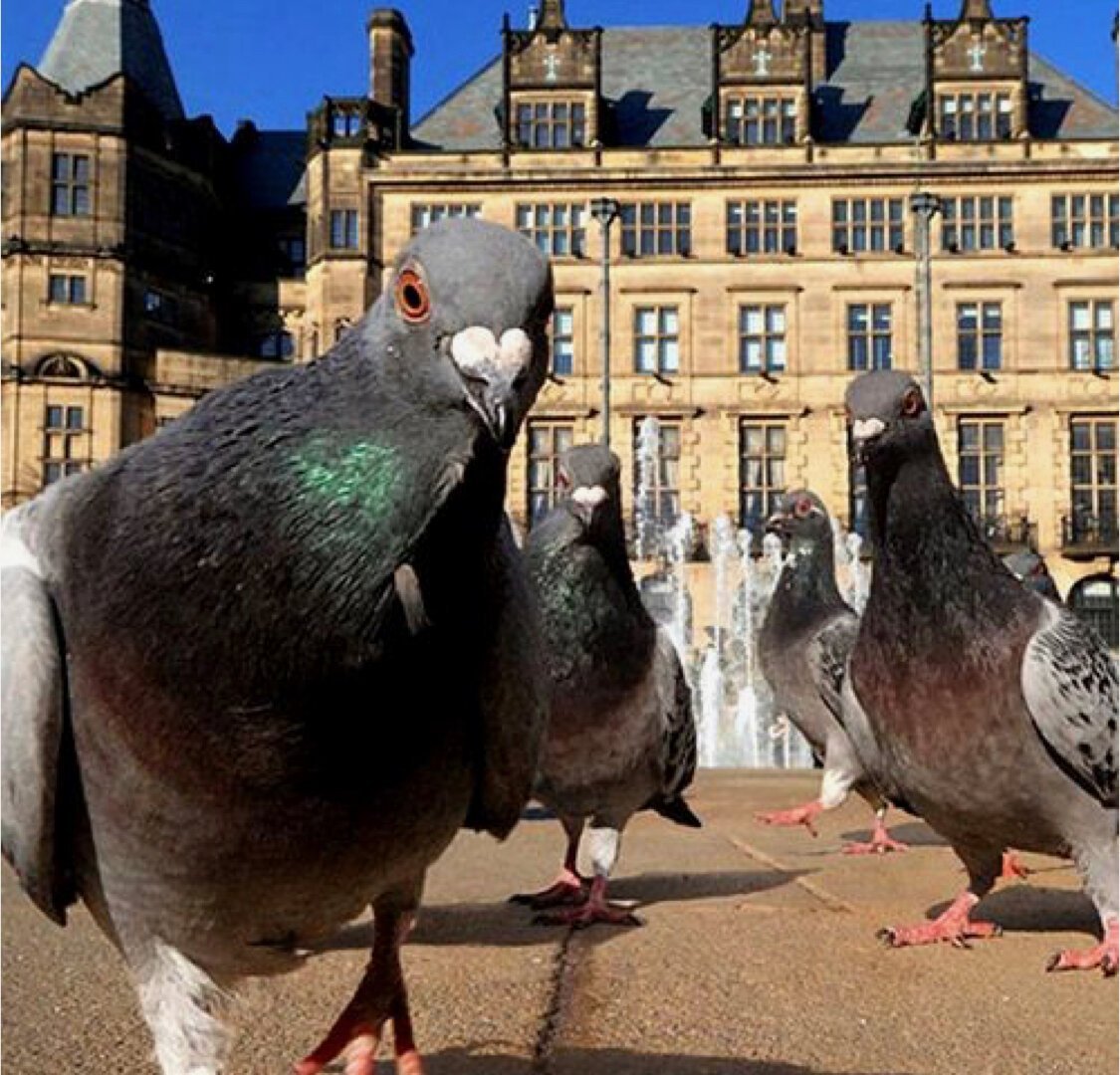 Голубь семки есть