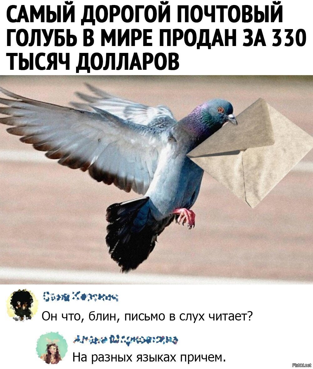 Голубь с письмом