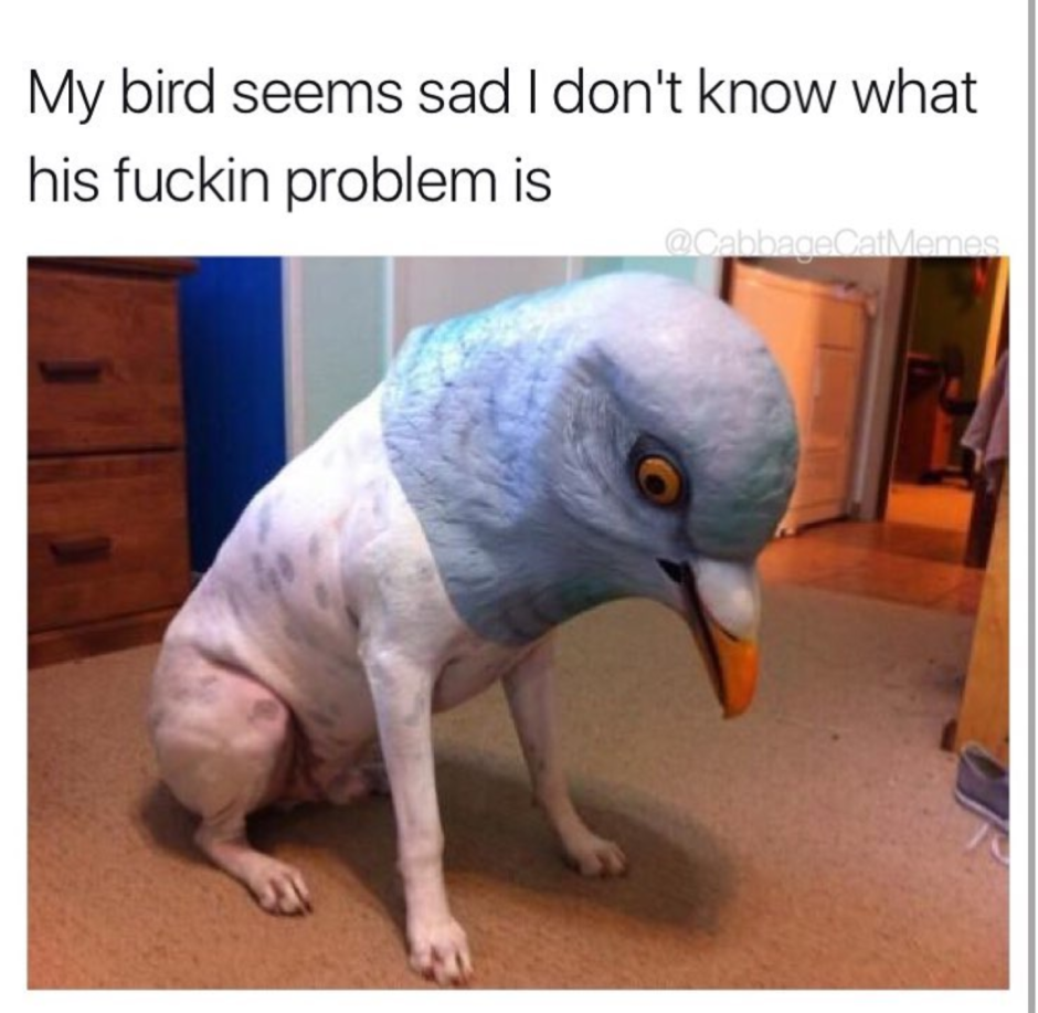 Лысый голубь