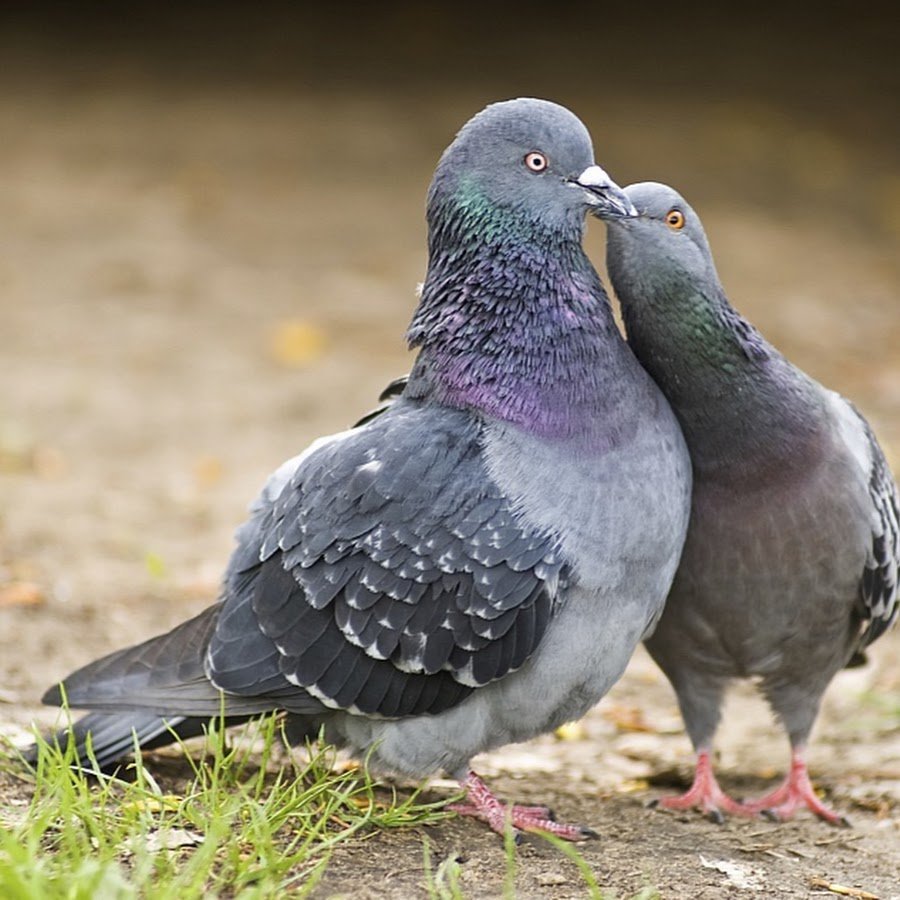 Белый голубь самка