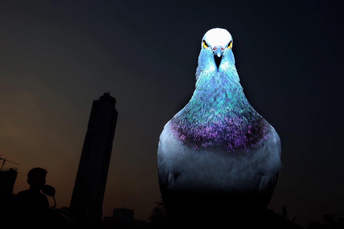 ЭПИЧНЫЙ голубь