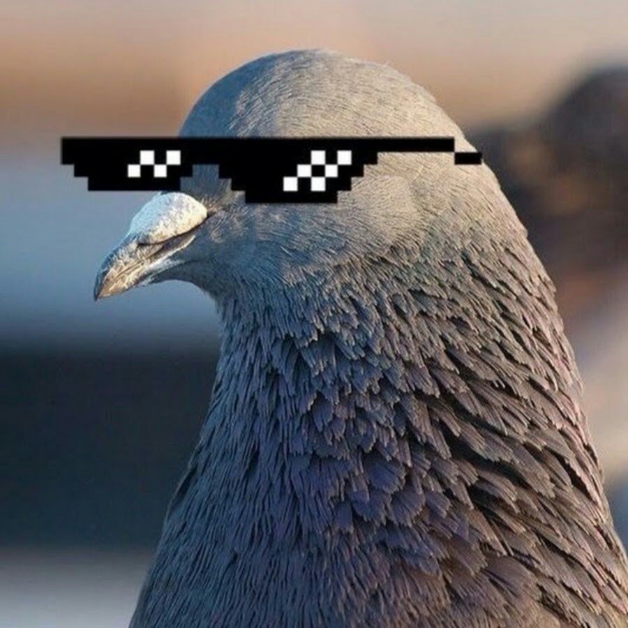 Голубь в очках