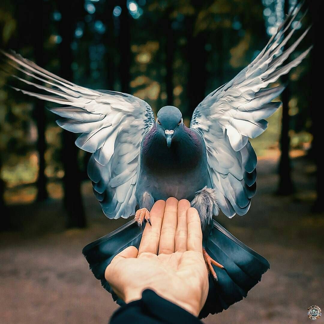 Человек голубь