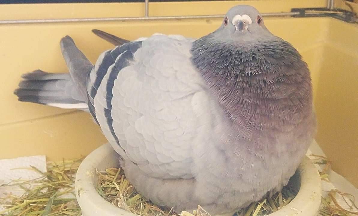 Толстый голубь