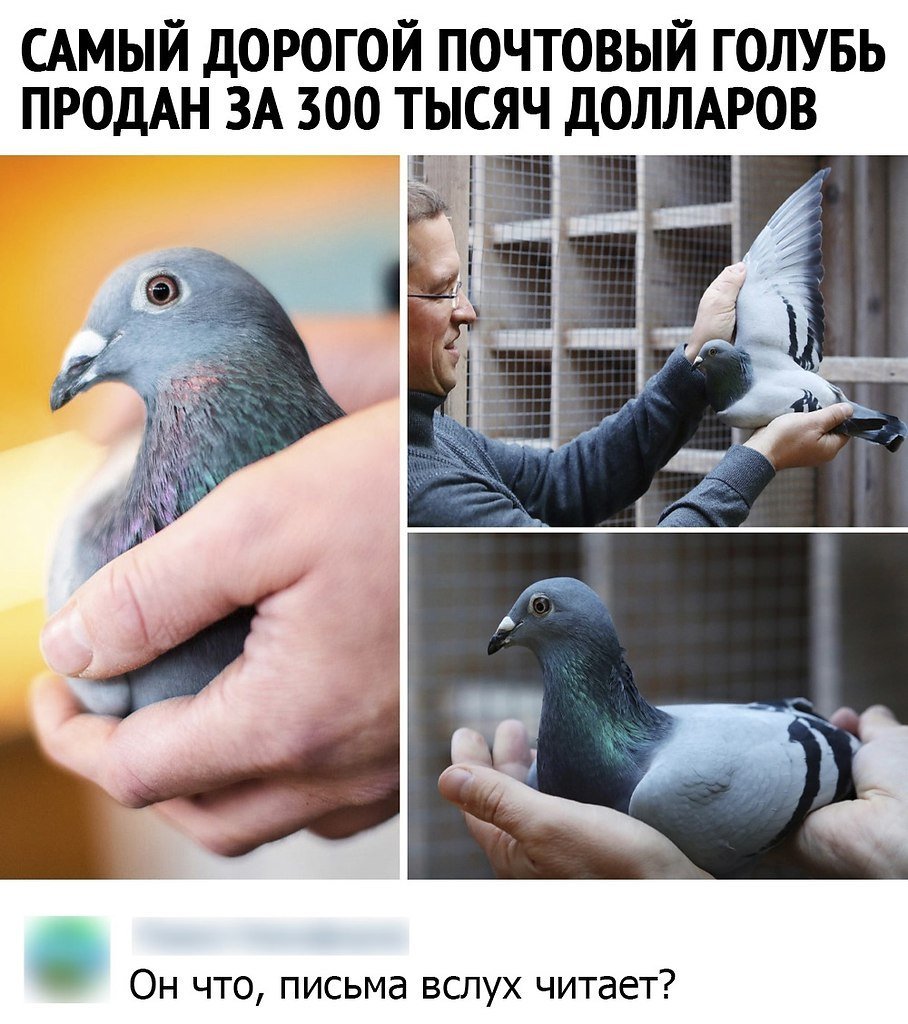 Самые дорогие голуби