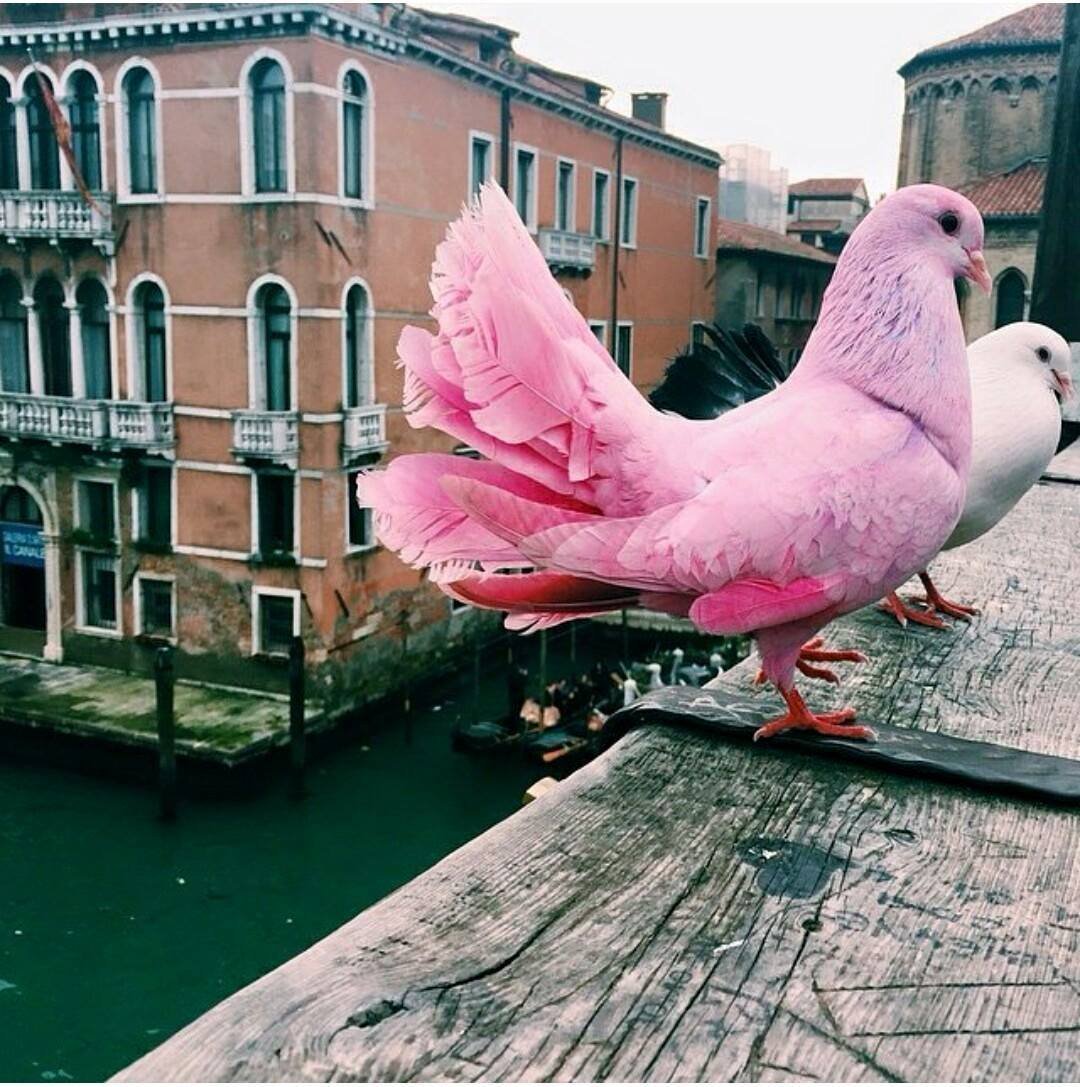 Розовый голубь Маврикий