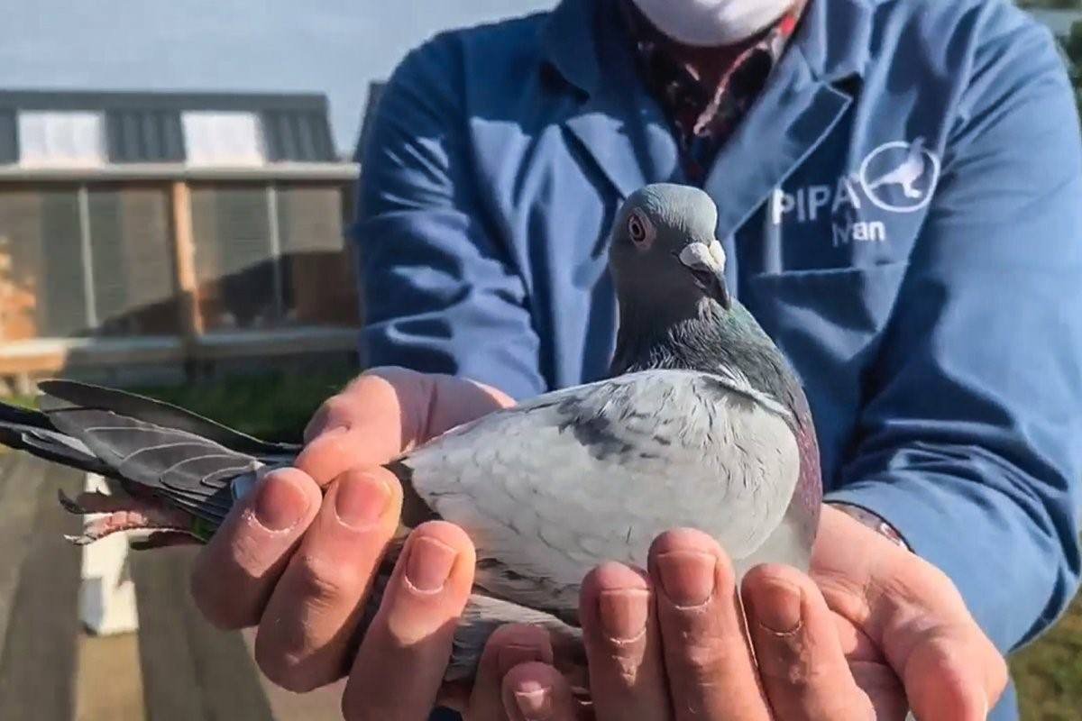 Голуби Бельгии