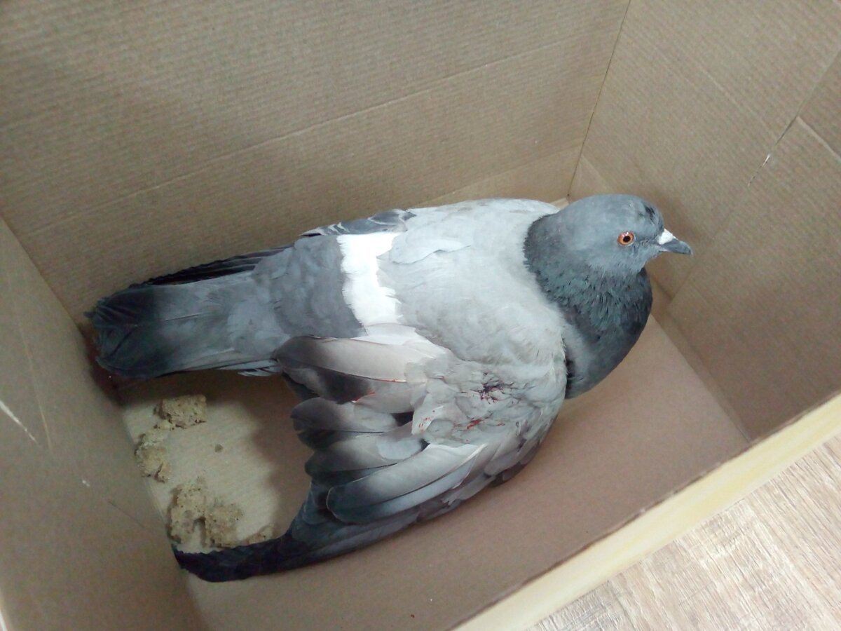 Куриный голубь