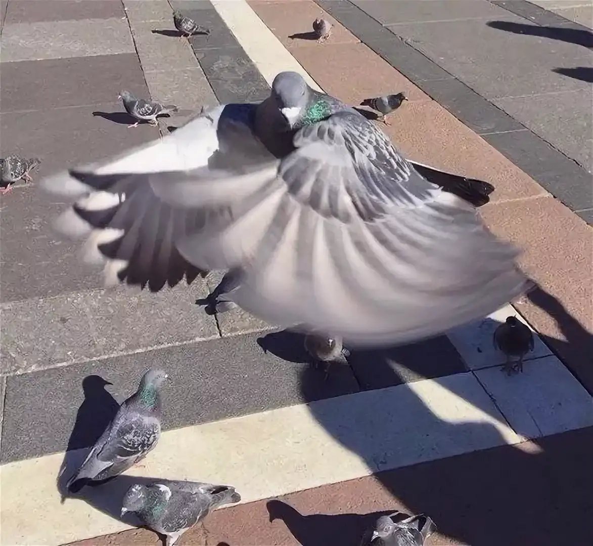 Смешной голубь