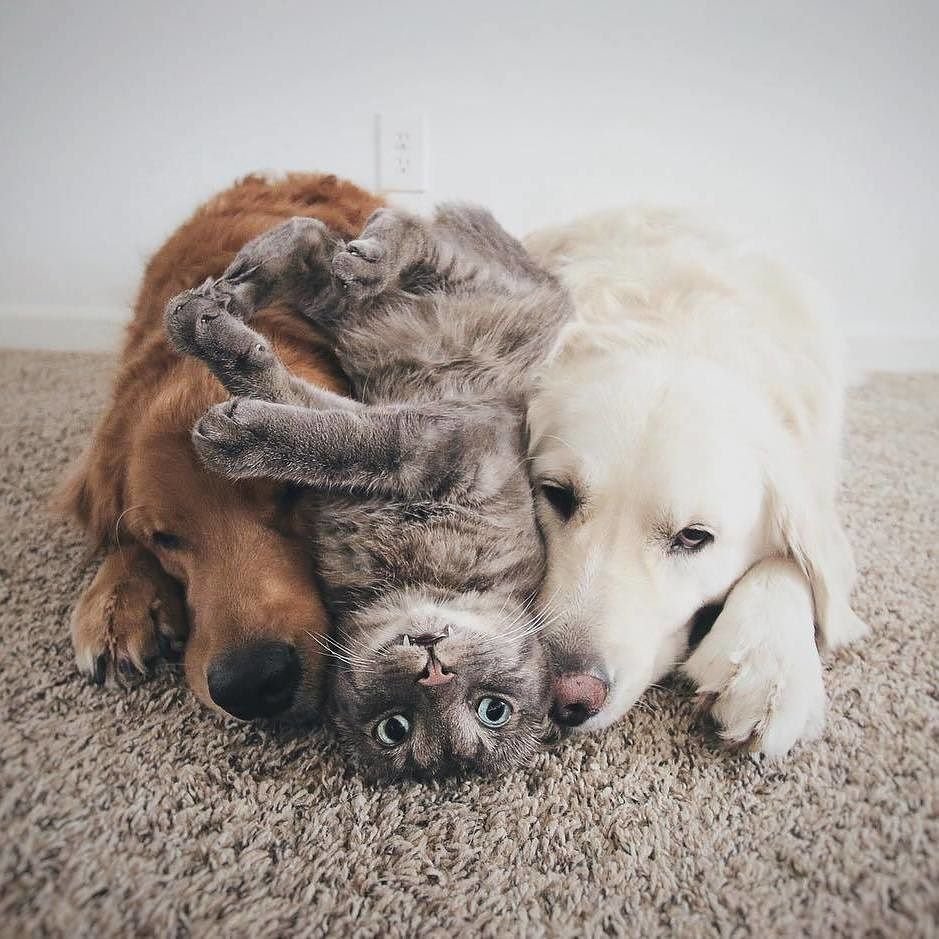 Собака и кошка вместе