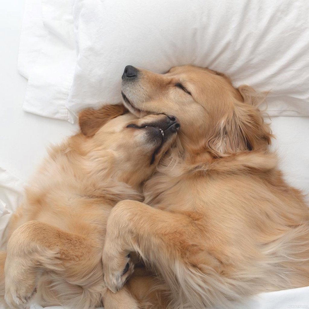 Золотистый ретривер
