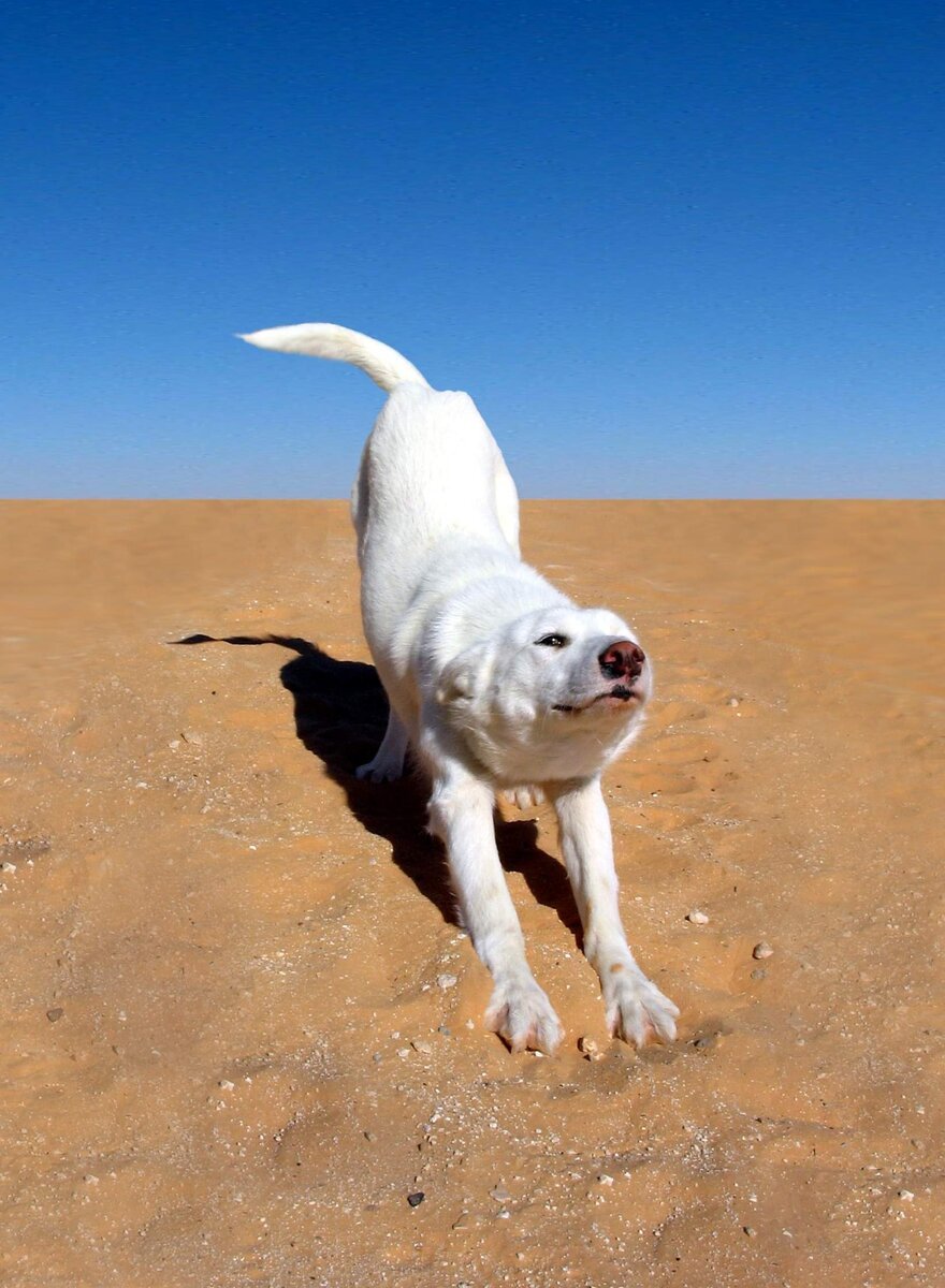 Пустынная собака