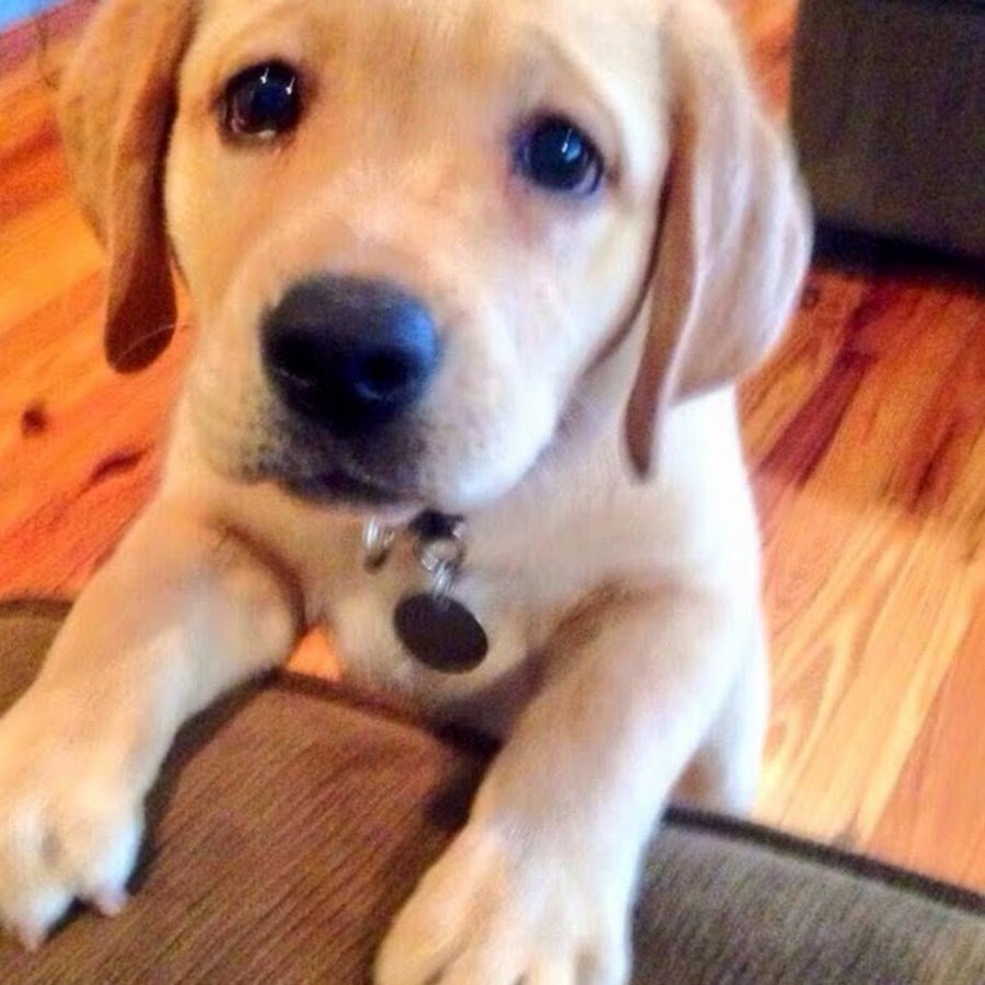 Щенок лабрадора