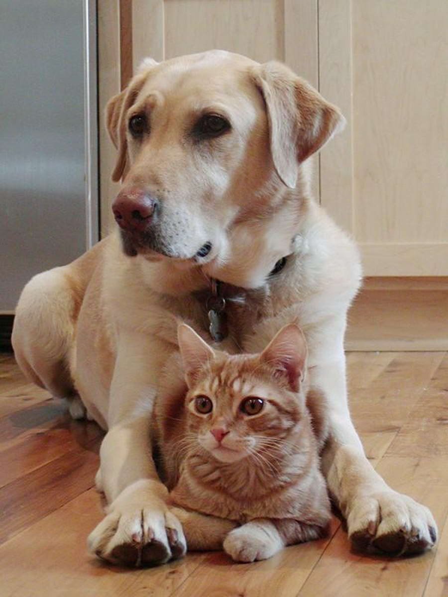 Кошки и собаки