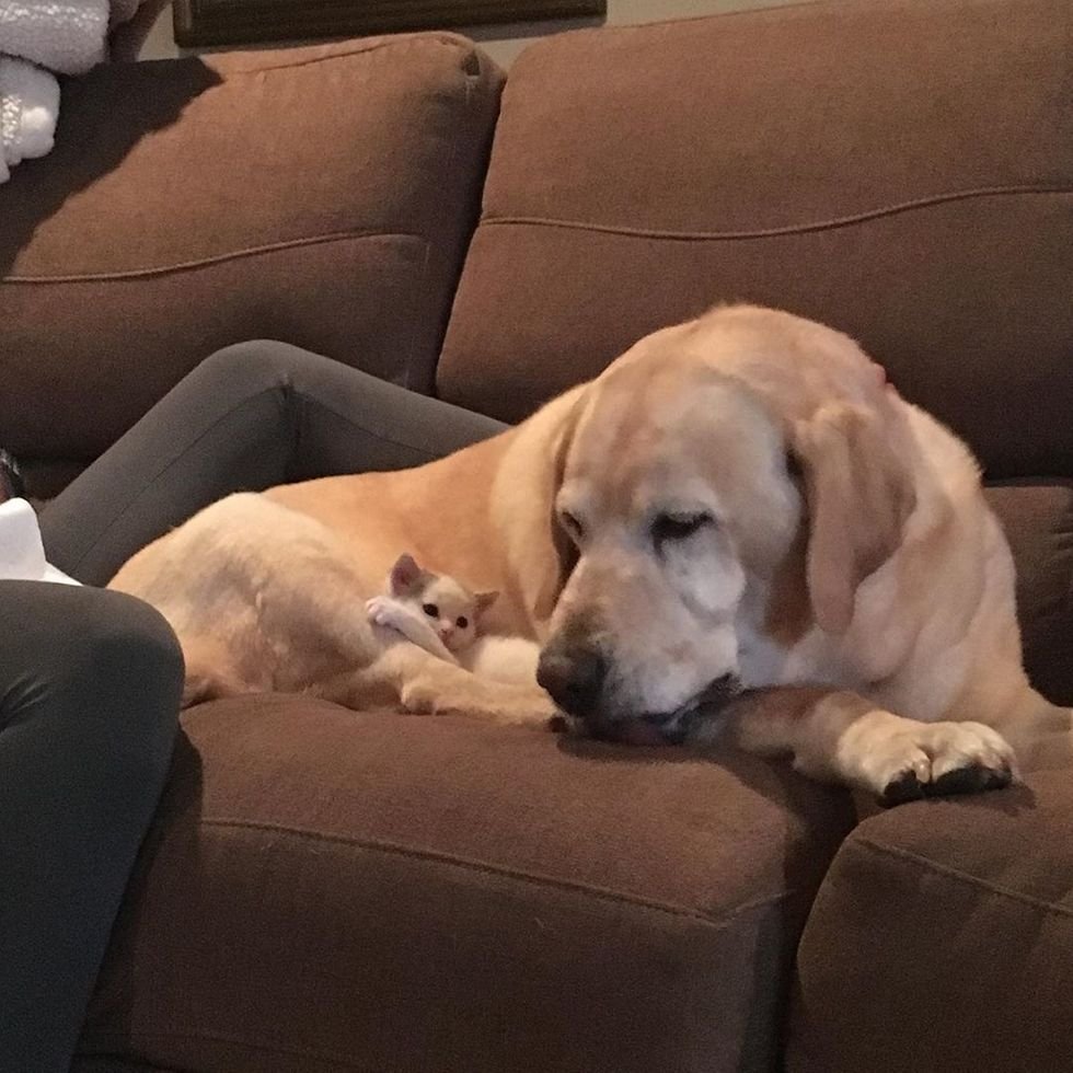 Пожилой лабрадор