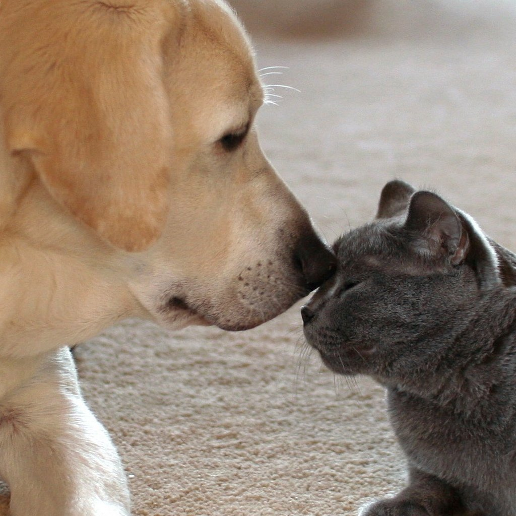 Лабрадор и кошка