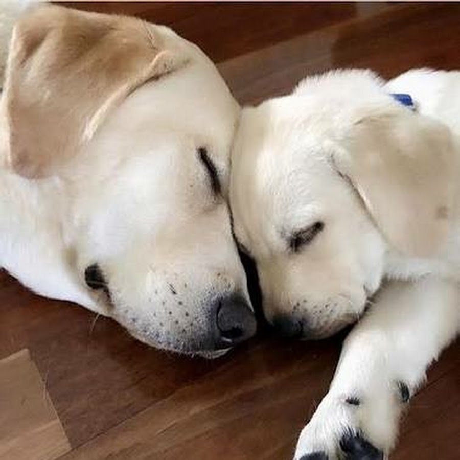 Лабрадор полевой