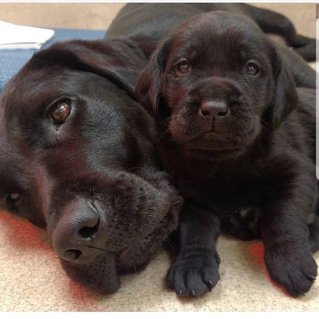 Шоколадный лабрадор девочка