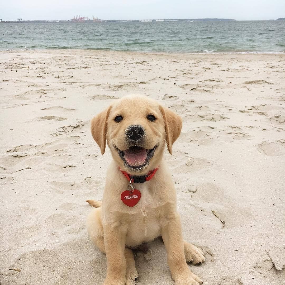 Лабрадор ретривер щенок